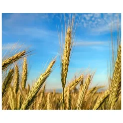 Kiehl's Heren Gezichtsverzorging|Age Defender Eye Repair