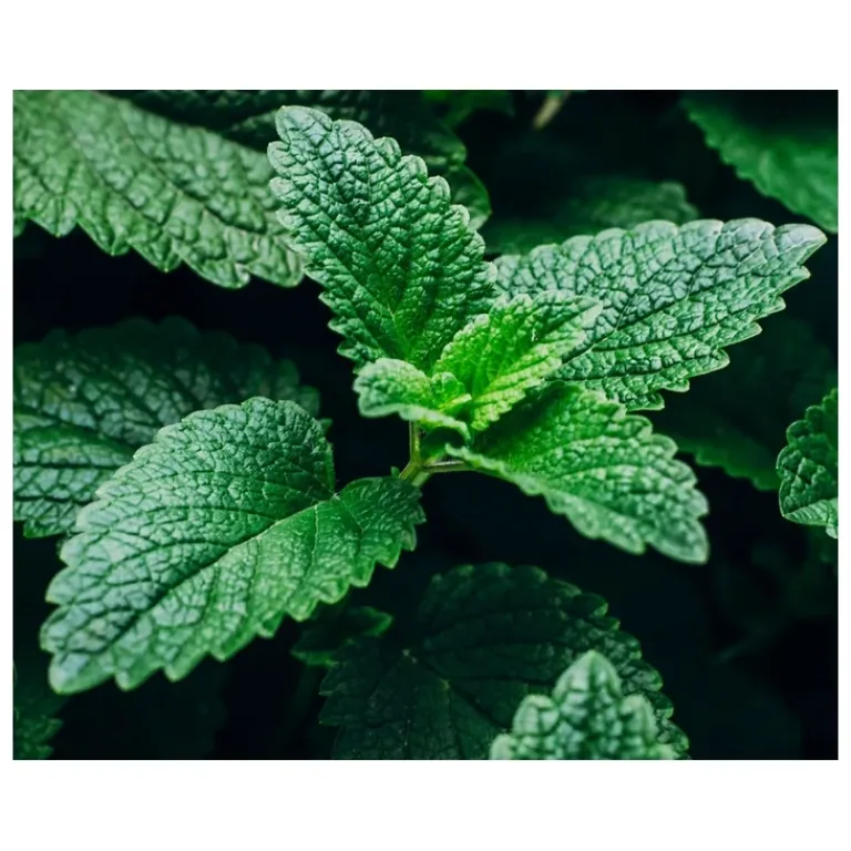 Kiehl's Heren Gezichtsverzorging|Facial Fuel Energizing Gezichtsscrub