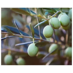 Kiehl's Gezichtsreiniging|Midnight Recovery Botanical Reinigingsolie