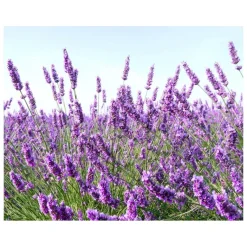 Kiehl's Gezichtsreiniging|Midnight Recovery Botanical Reinigingsolie