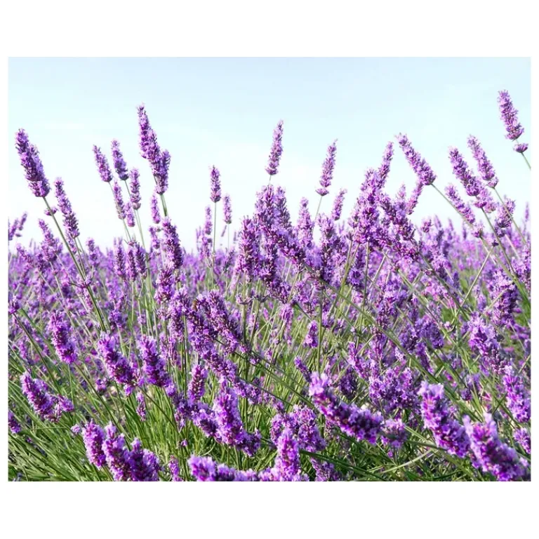 Kiehl's Dagcrème|Midnight Recovery Concentrate Gezichtsolie