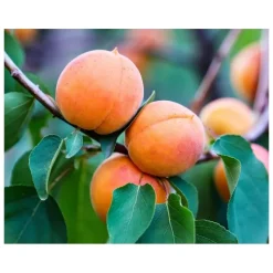 Kiehl's Gezichtsreiniging|Pineapple Papaya Gezichtsscrub