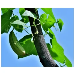 Kiehl's Gezichtsreiniging|Pineapple Papaya Gezichtsscrub