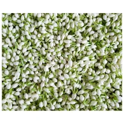 Kiehl's Dagcrème|Super Multi-Corrective Cream Dagcrème SPF 30