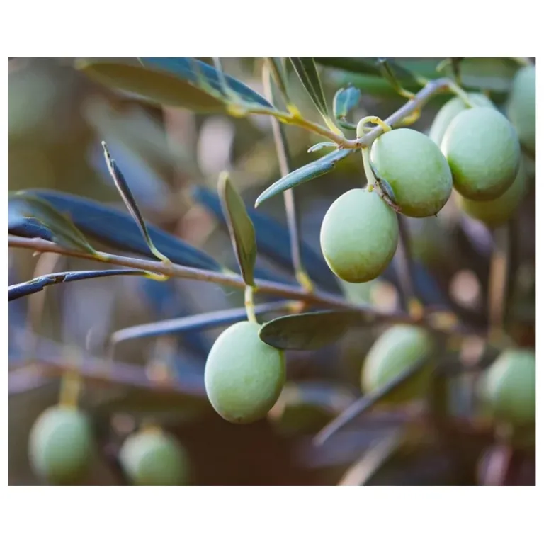 Kiehl's Dagcrème|Ultra Facial Cream